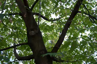 Tree in Botanical Gardens