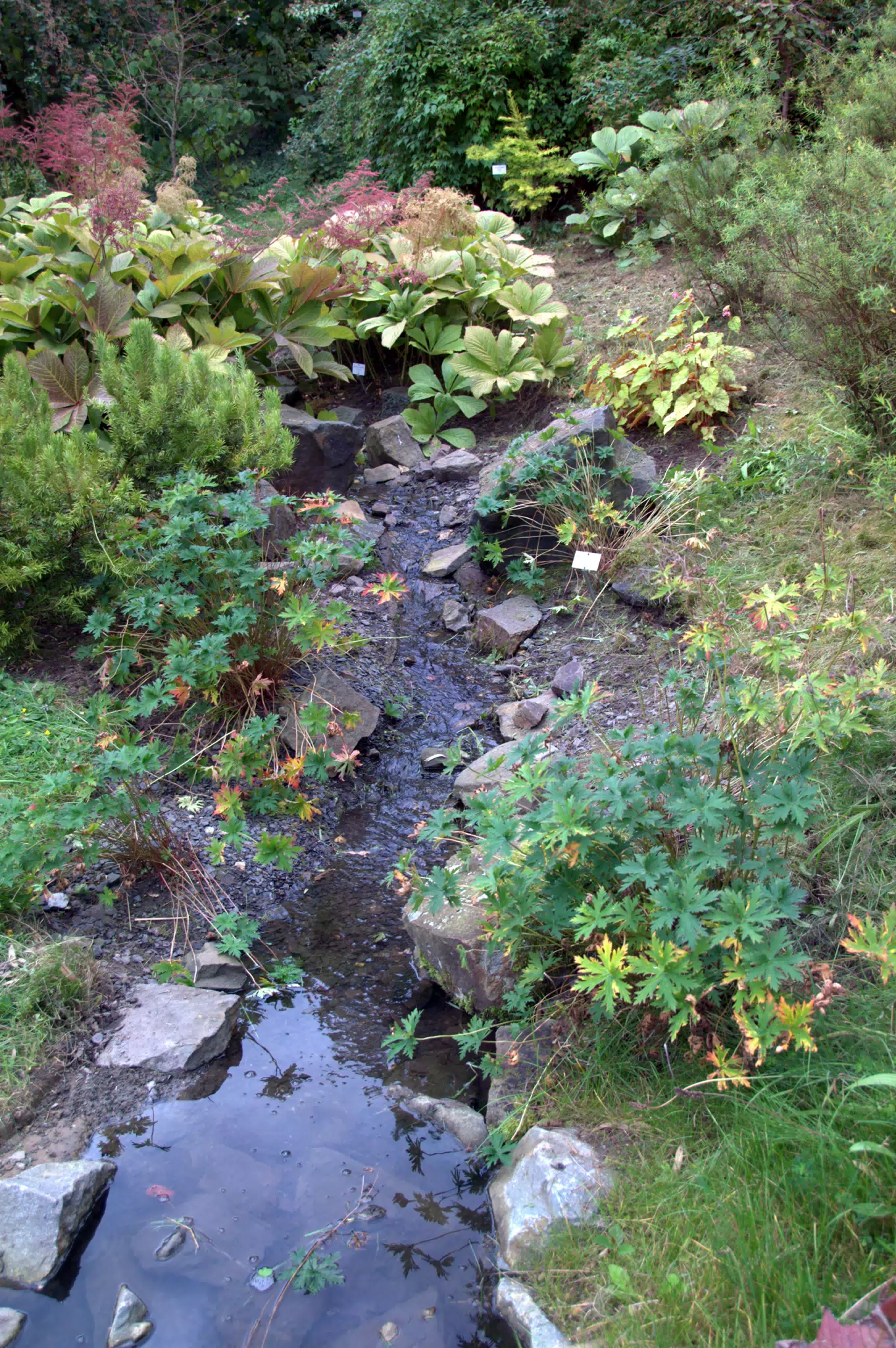 Top of Stream in Botanical Gardens