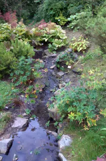 Top of Stream in Botanical Gardens