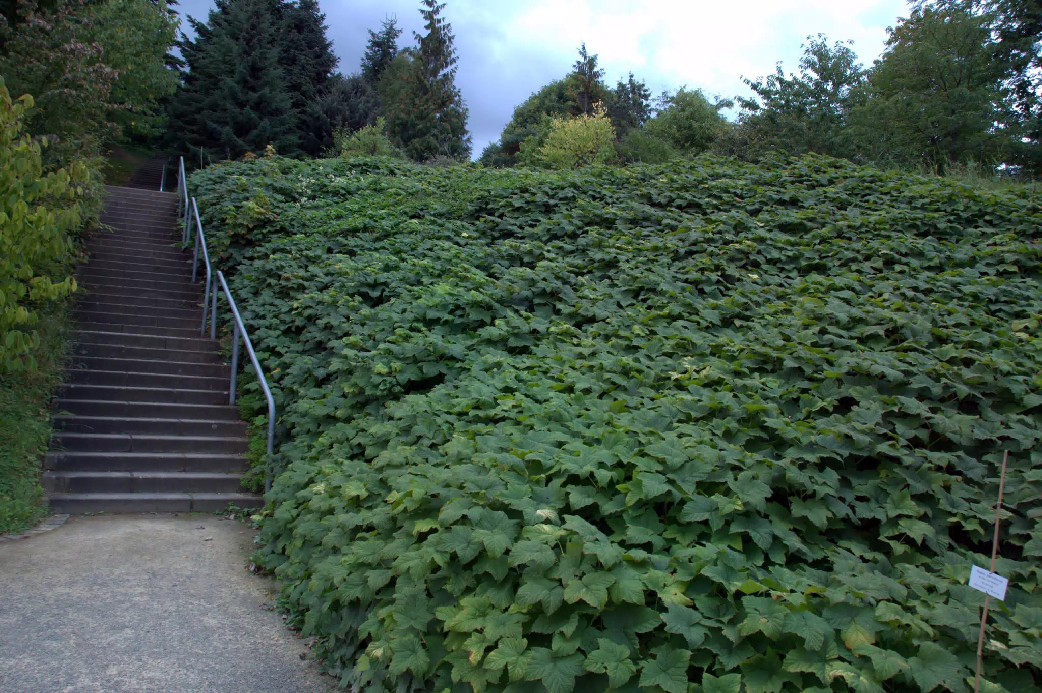 Stairs by Ground Cover in Garden