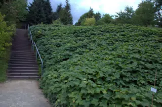 Stairs by Ground Cover in Garden