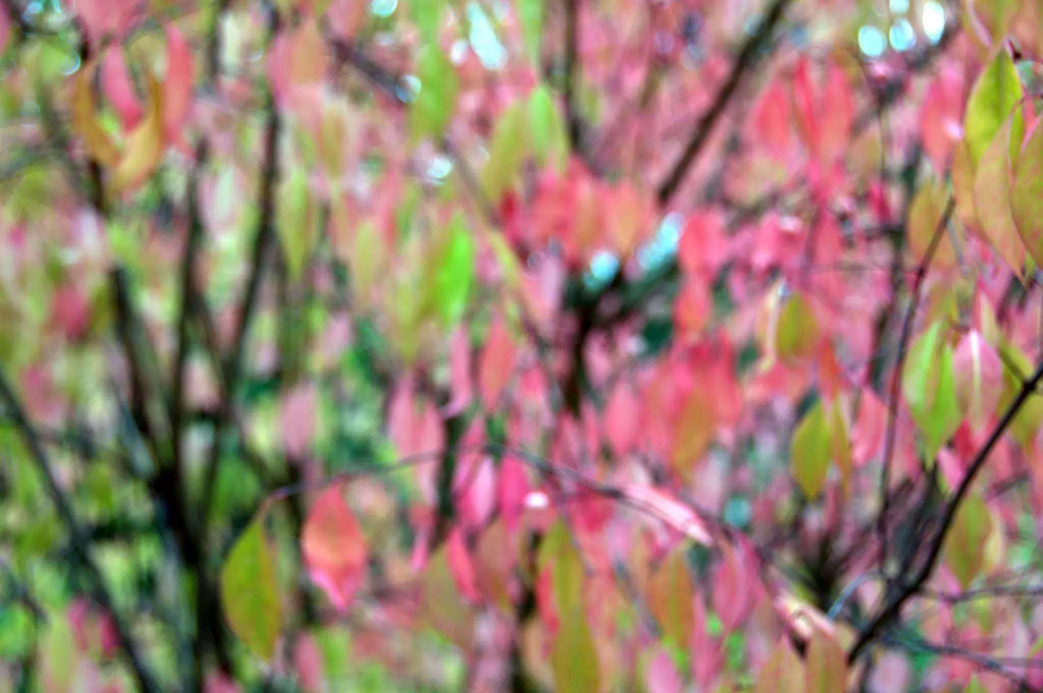 Abstract Tree