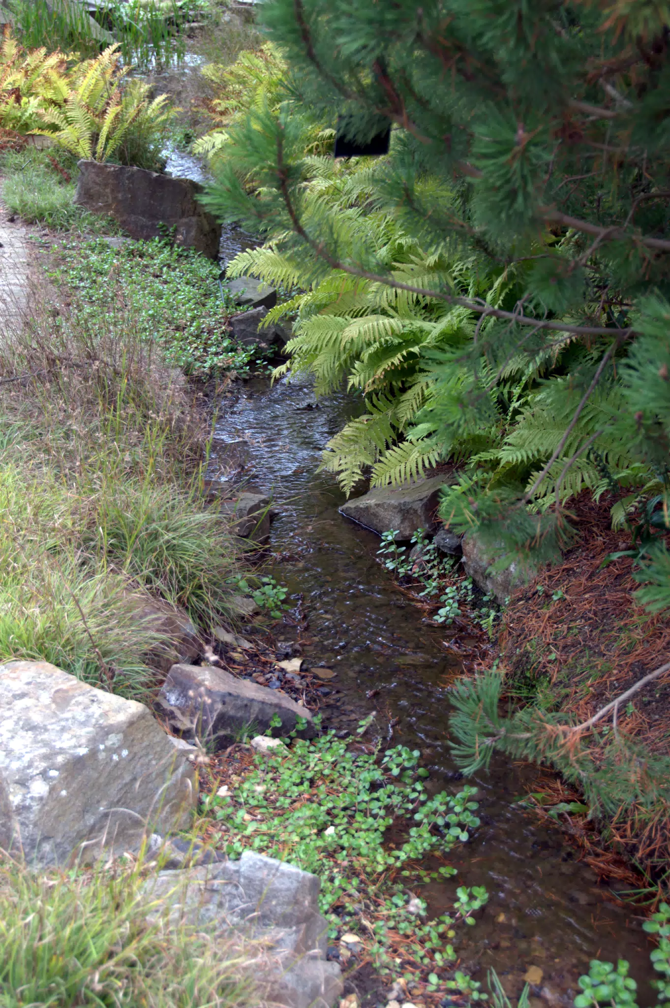 Stream by Ferns
