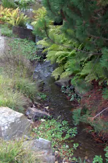 Stream by Ferns