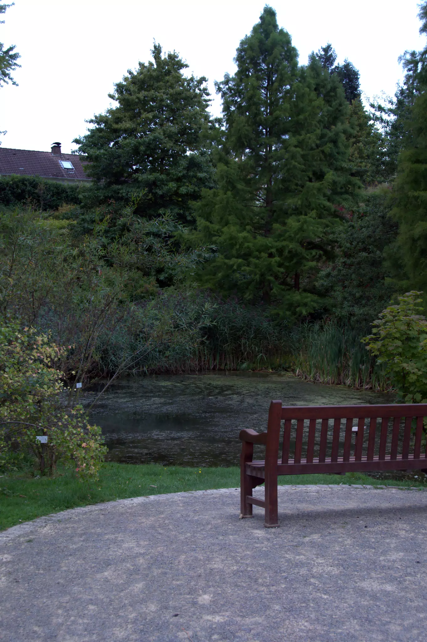 Bench and Pond in the Botanical Gardens