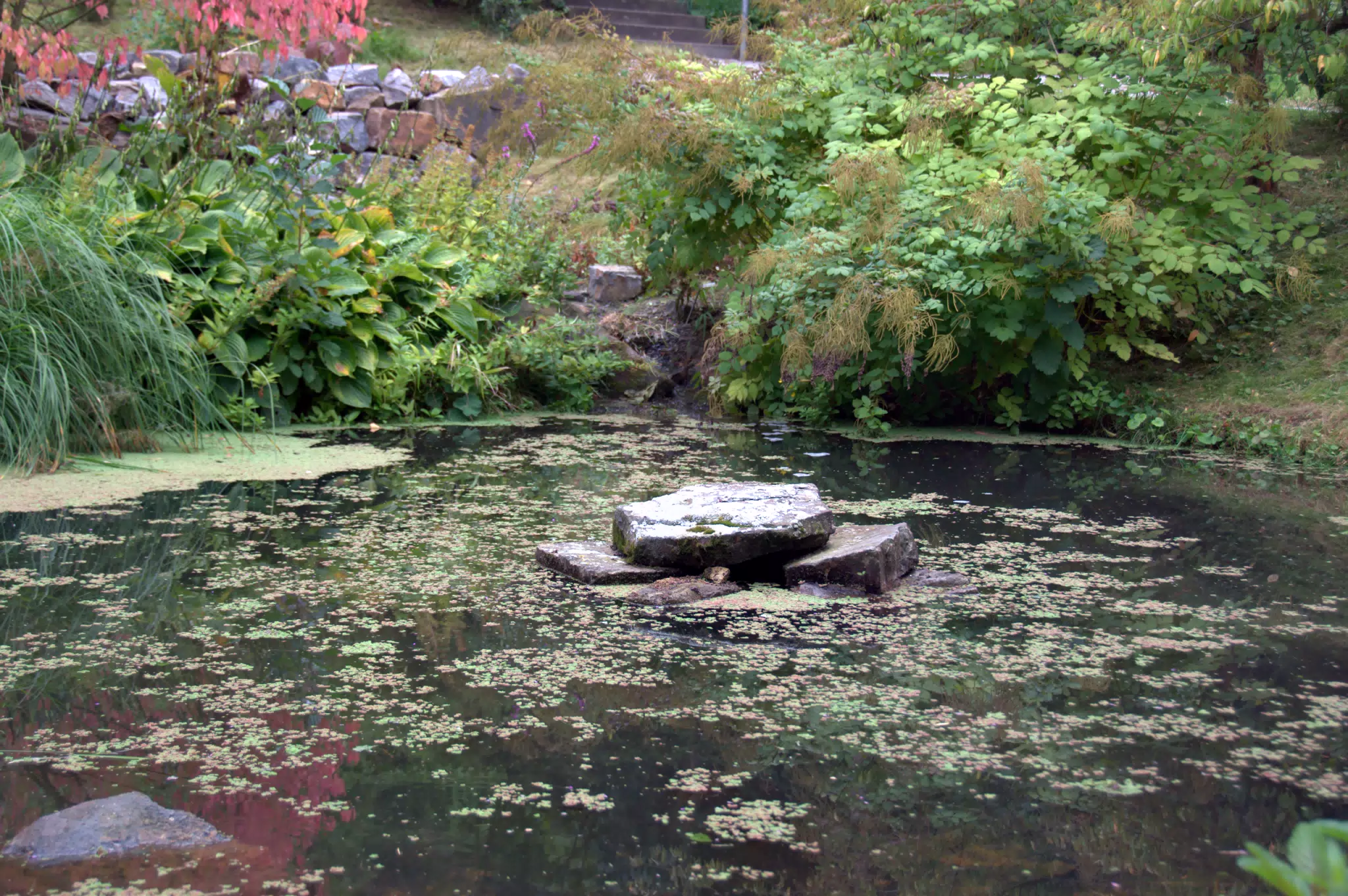 Pond Rock in the Botanical Garden