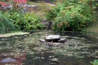 Pond Rock in the Botanical Garden