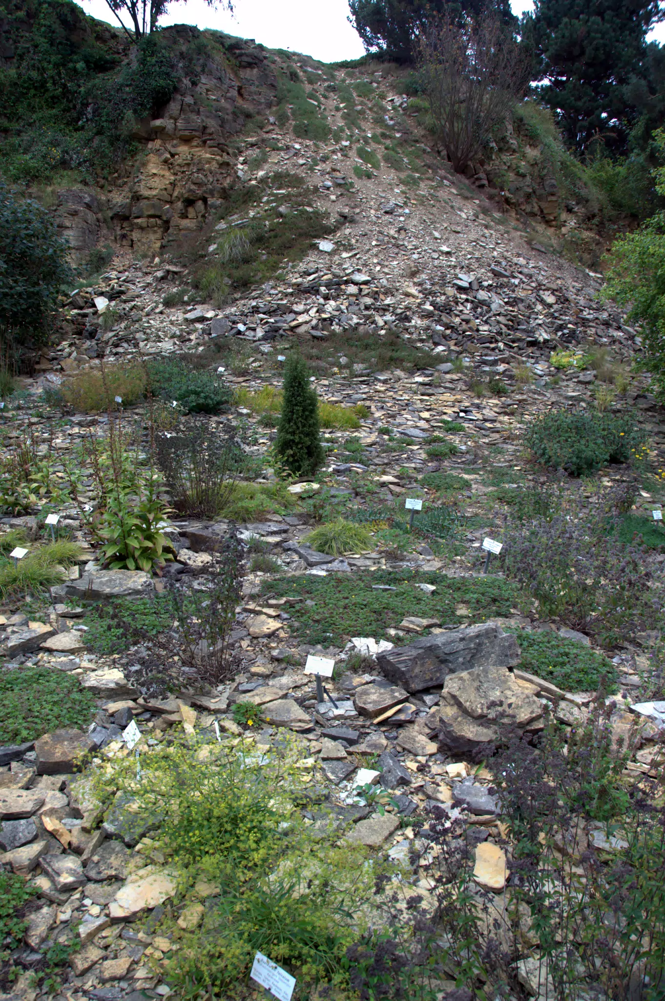 Plants on Fallen Rocks