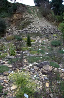 Plants on Fallen Rocks