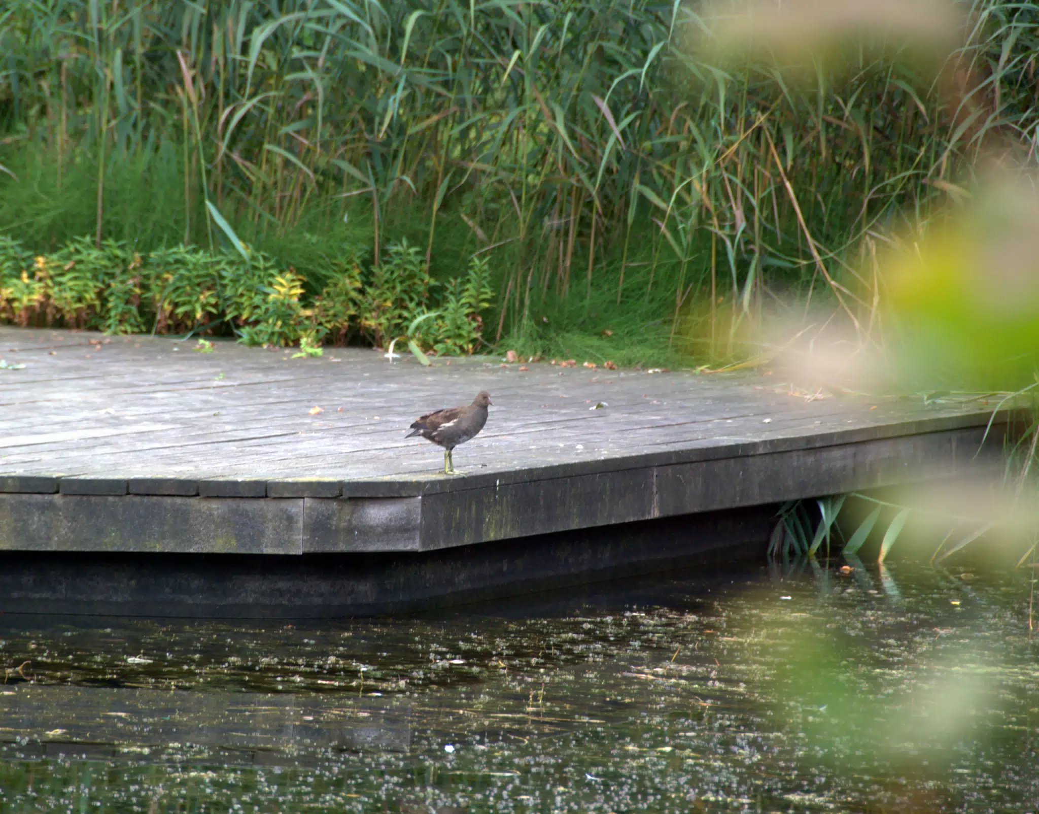 Bird on Pond Platform in Gardens