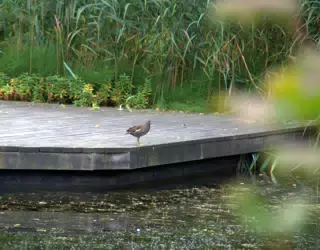 Bird on Pond Platform in Gardens