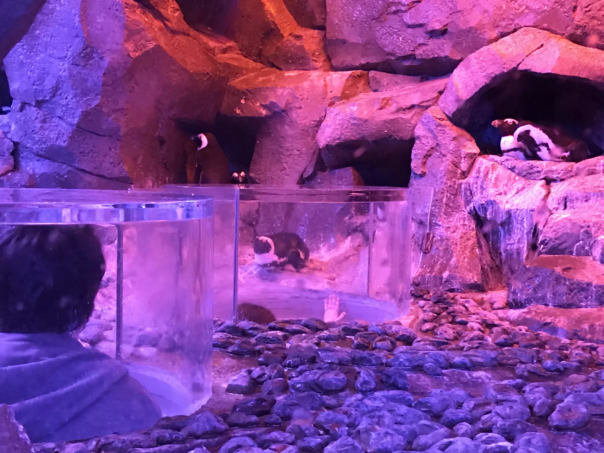 Georgia Aquarium