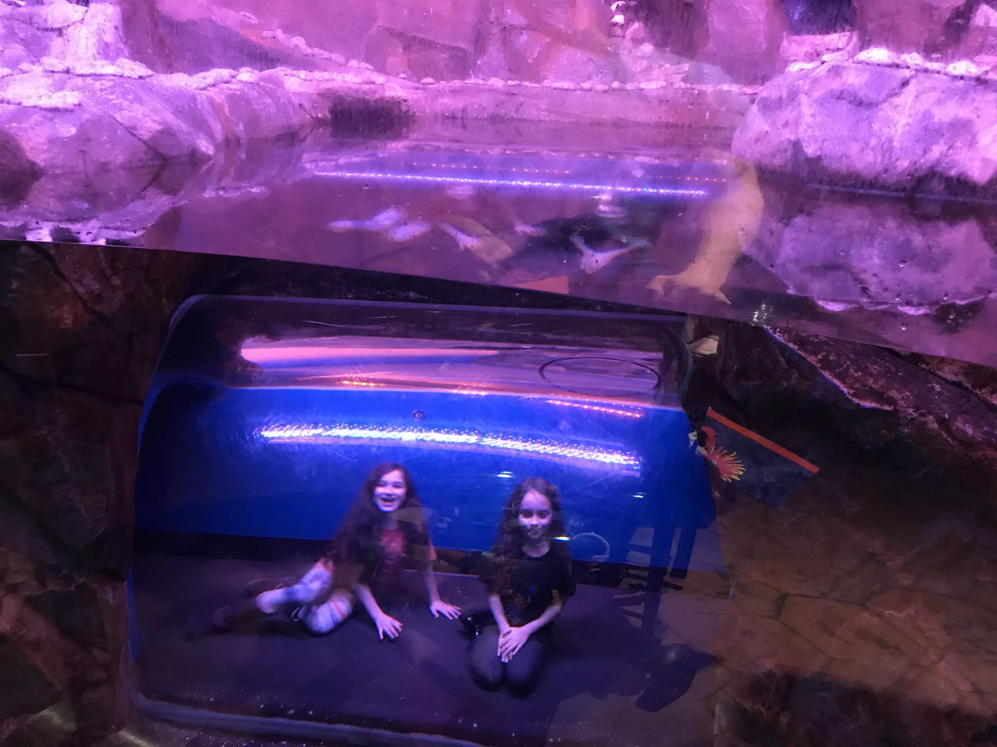 Georgia Aquarium