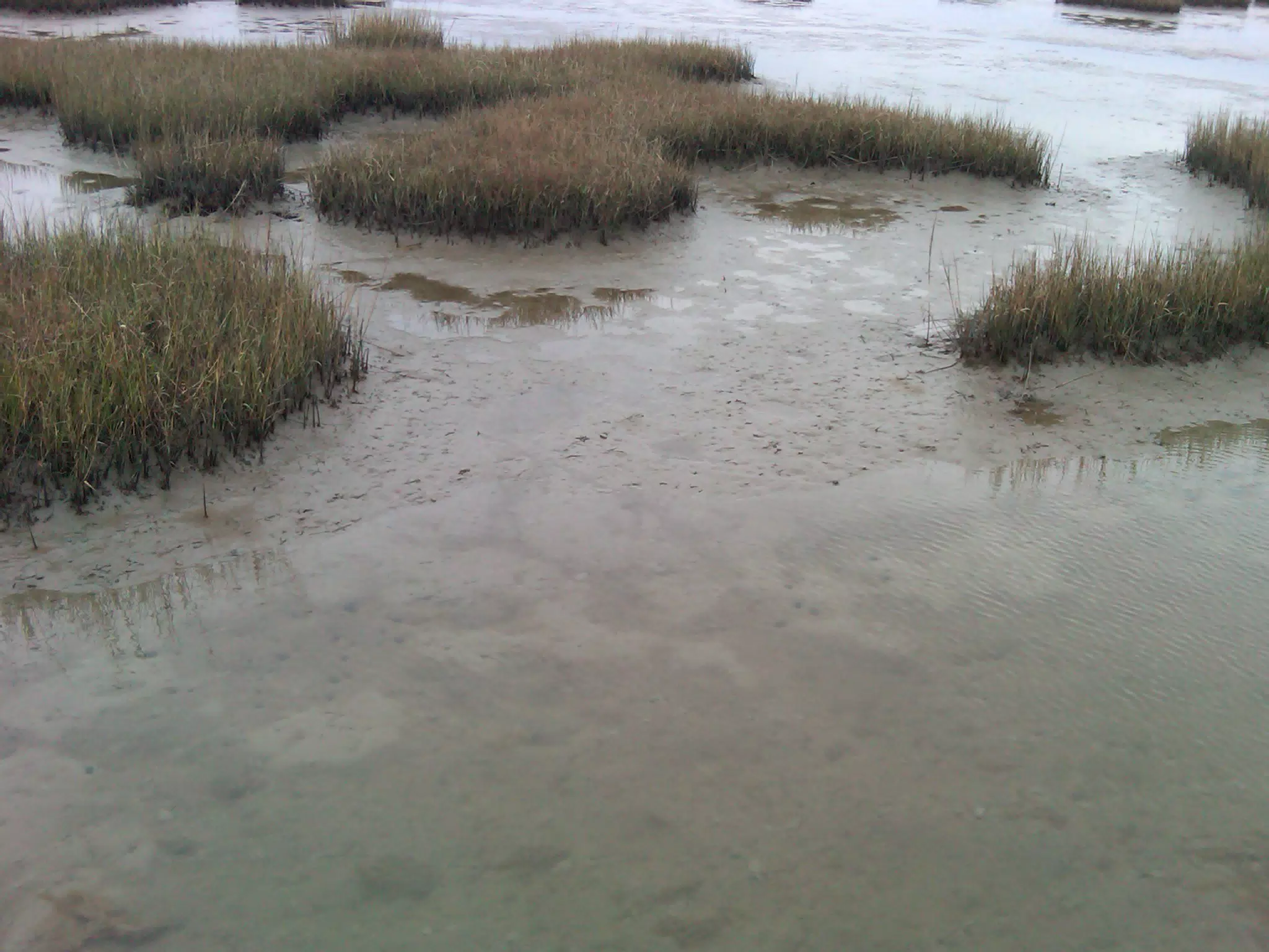 Low Water in the Bayou Vista Salt Marsh