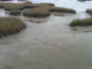 Low Water in the Bayou Vista Salt Marsh