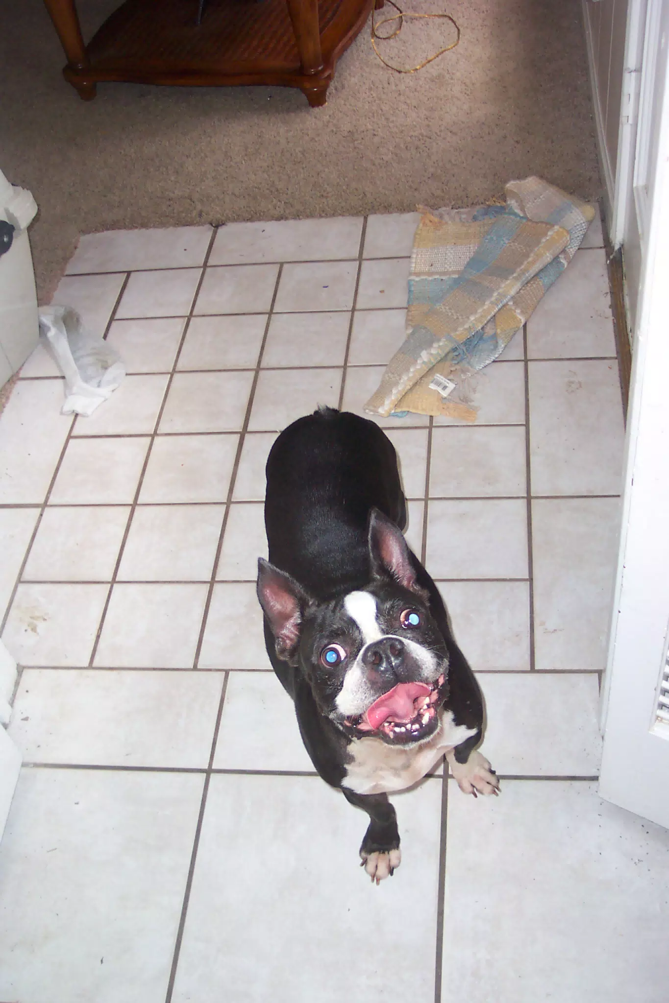 Oreo in Texas