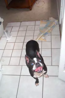 Oreo in Texas