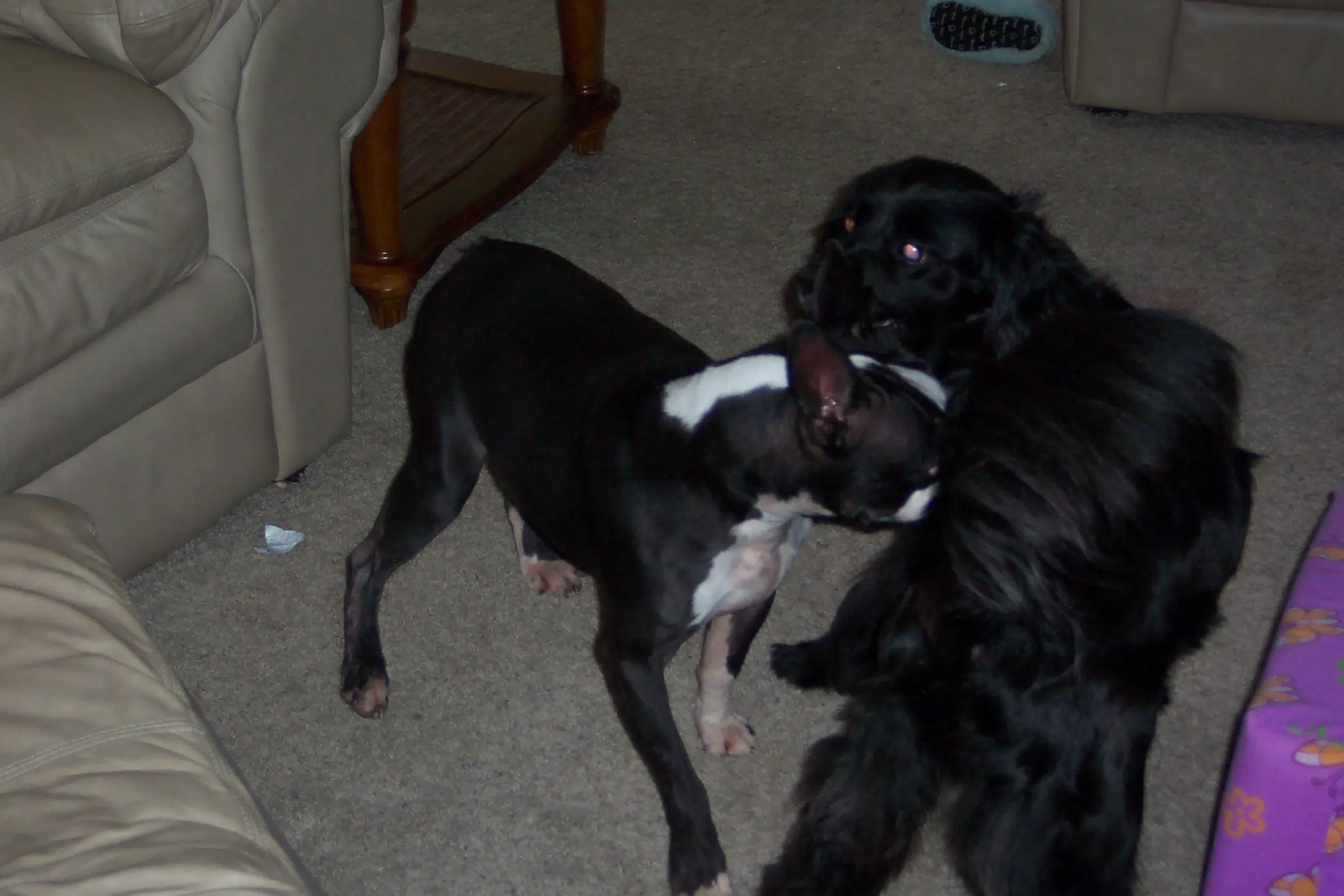 Oreo and Sadie