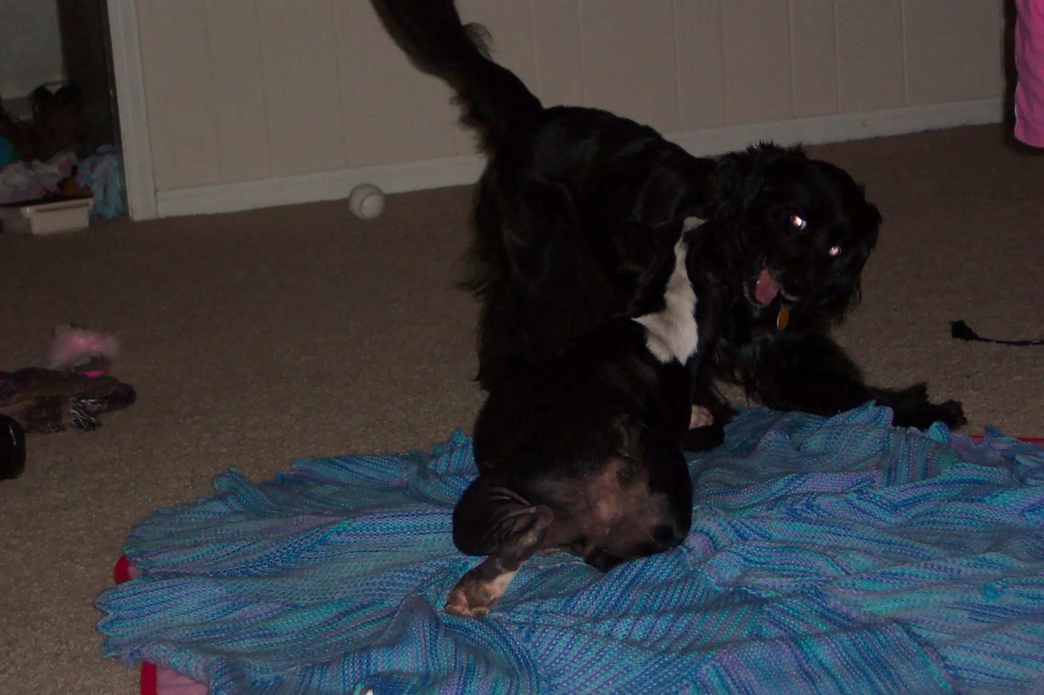 Oreo and Sadie