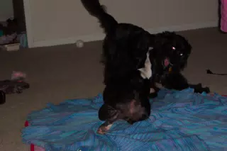 Oreo and Sadie