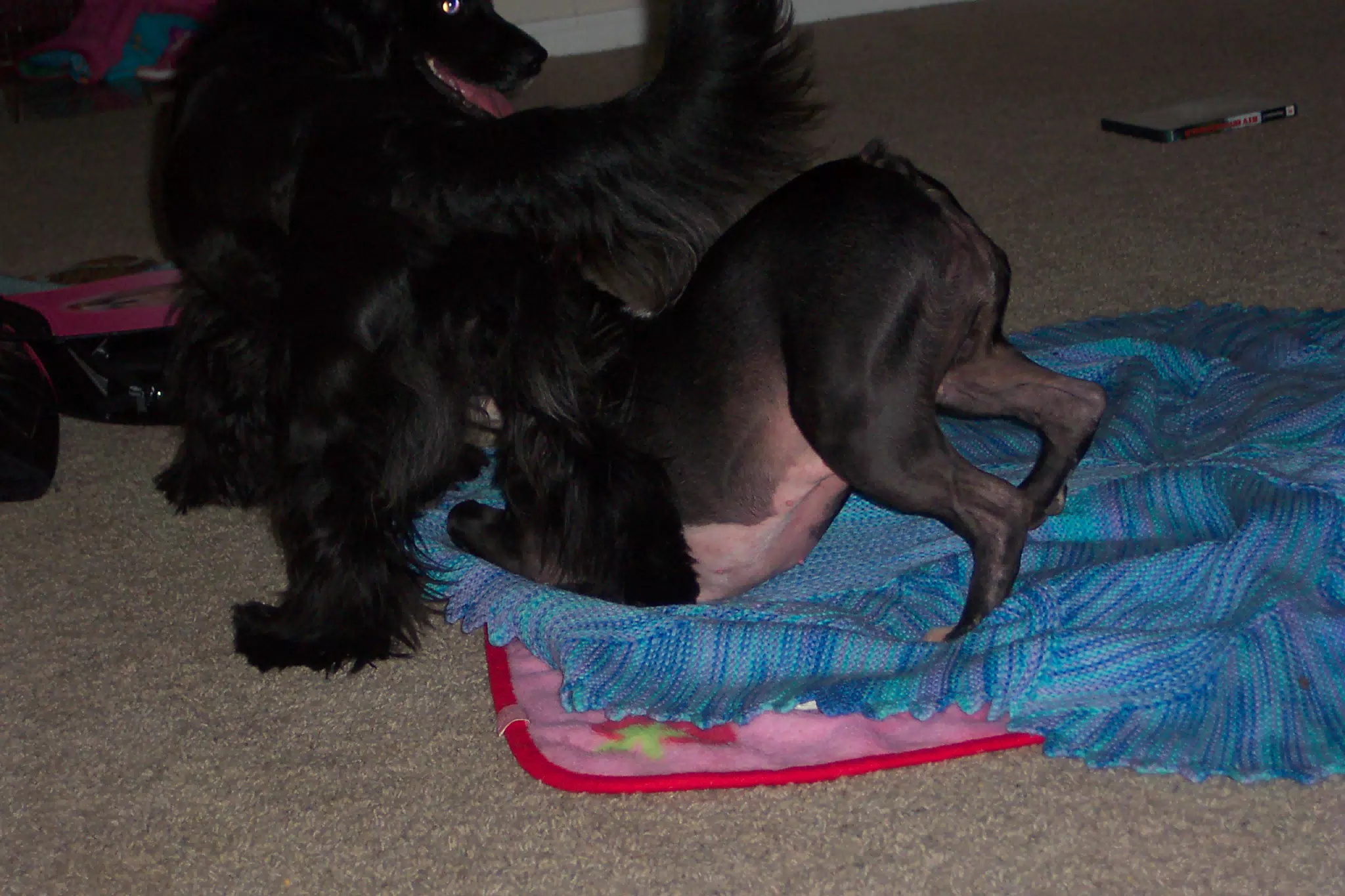 Oreo and Sadie