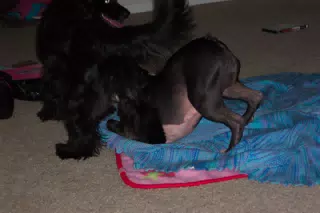 Oreo and Sadie