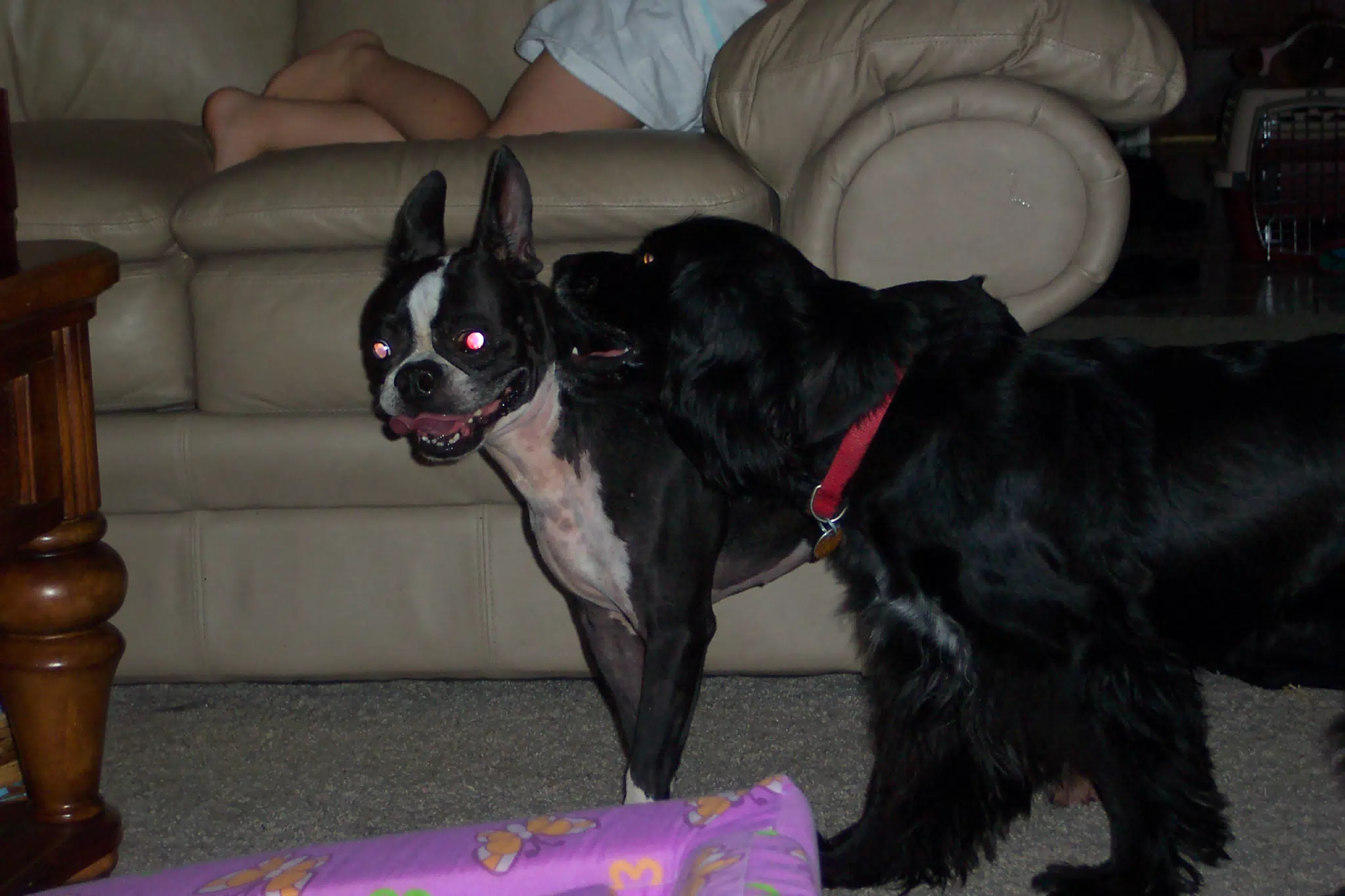 Oreo and Sadie