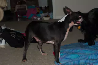 Oreo and Sadie