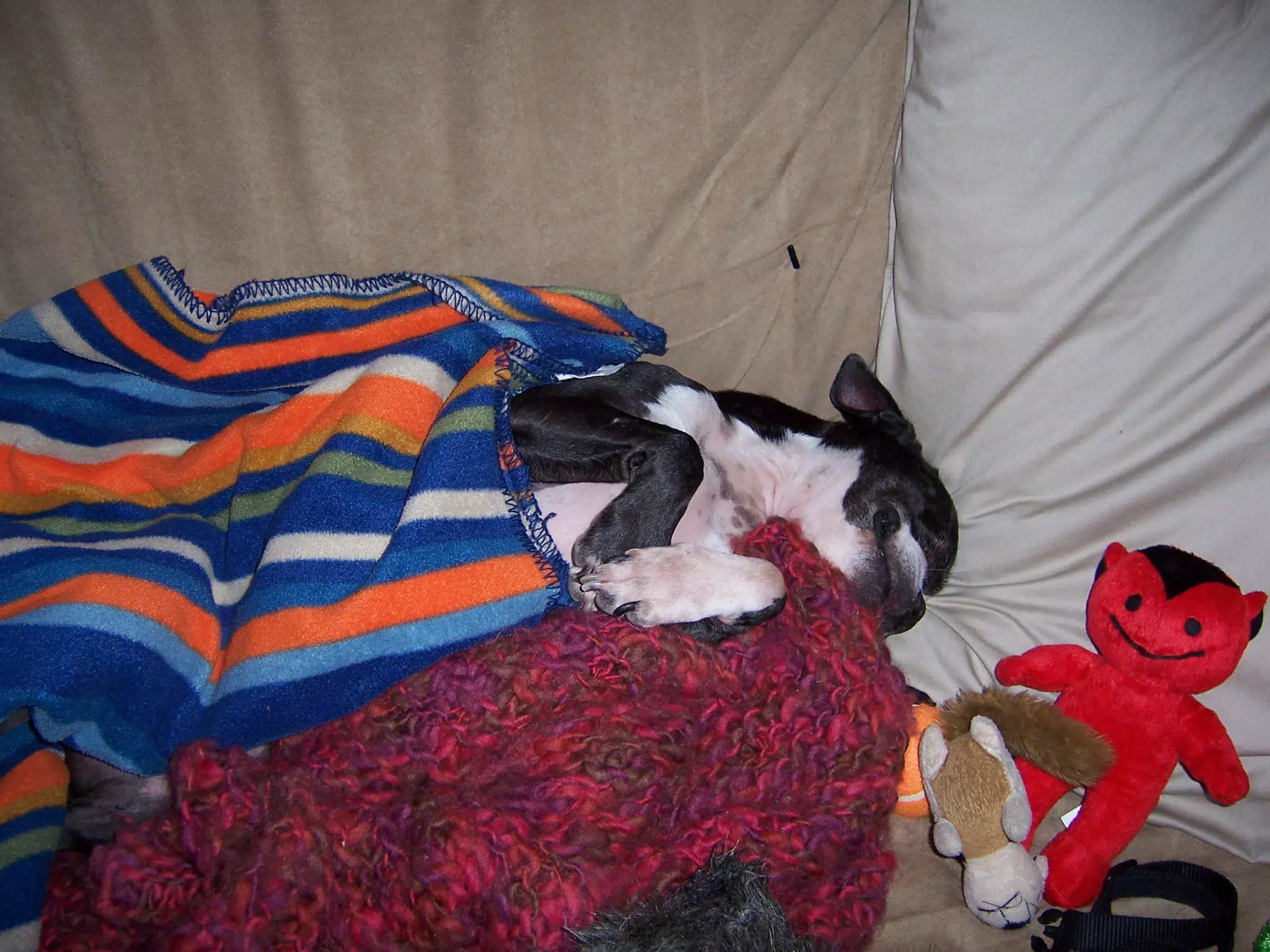 Oreo Sleeping on Futon in NJ