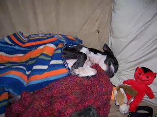 Oreo Sleeping on Futon in NJ
