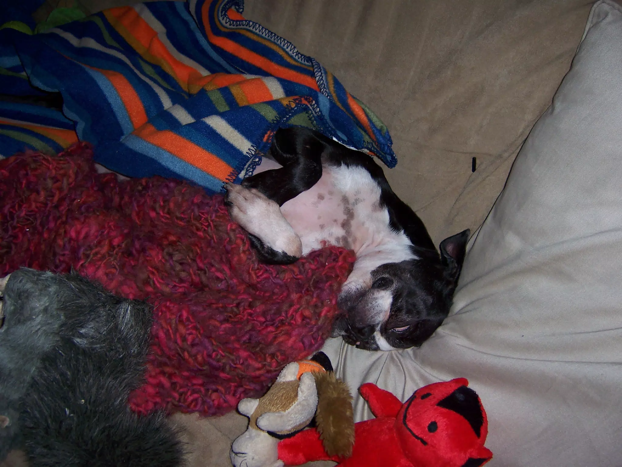 Oreo Sleeping on Futon in NJ