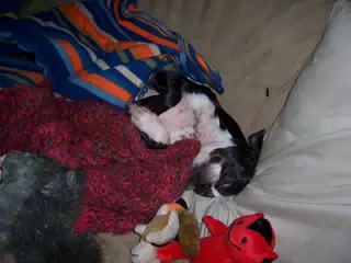 Oreo Sleeping on Futon in NJ
