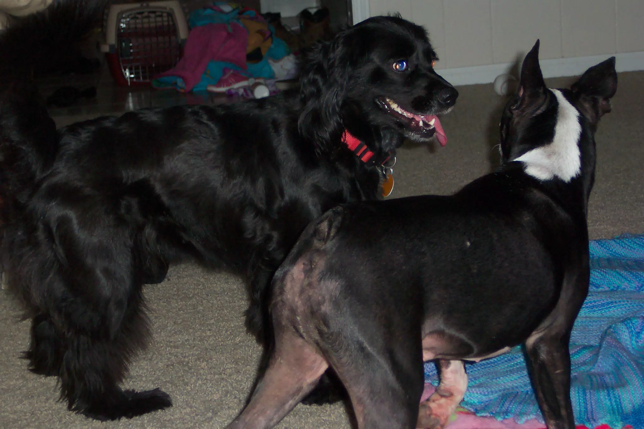 Oreo and Sadie