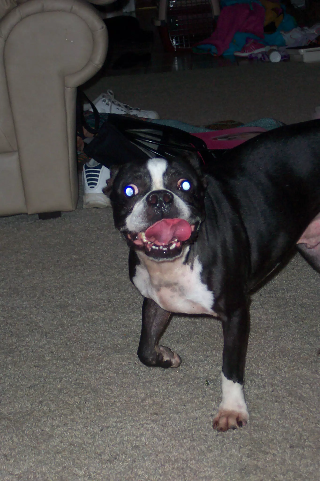 Oreo in Texas