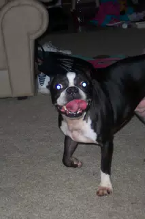 Oreo in Texas