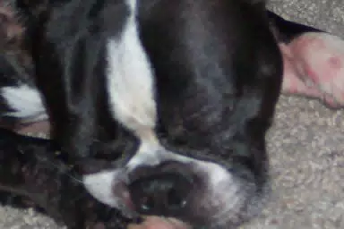 Oreo Sleeping in Texas