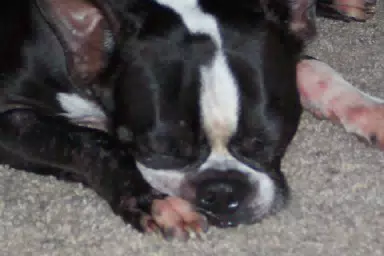 Oreo Sleeping in Texas