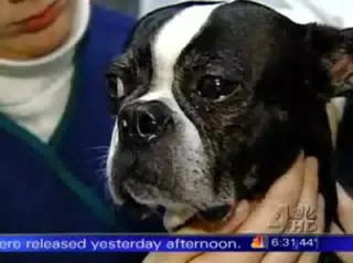 Oreo on WNBC for Nutro Pet Food Recall