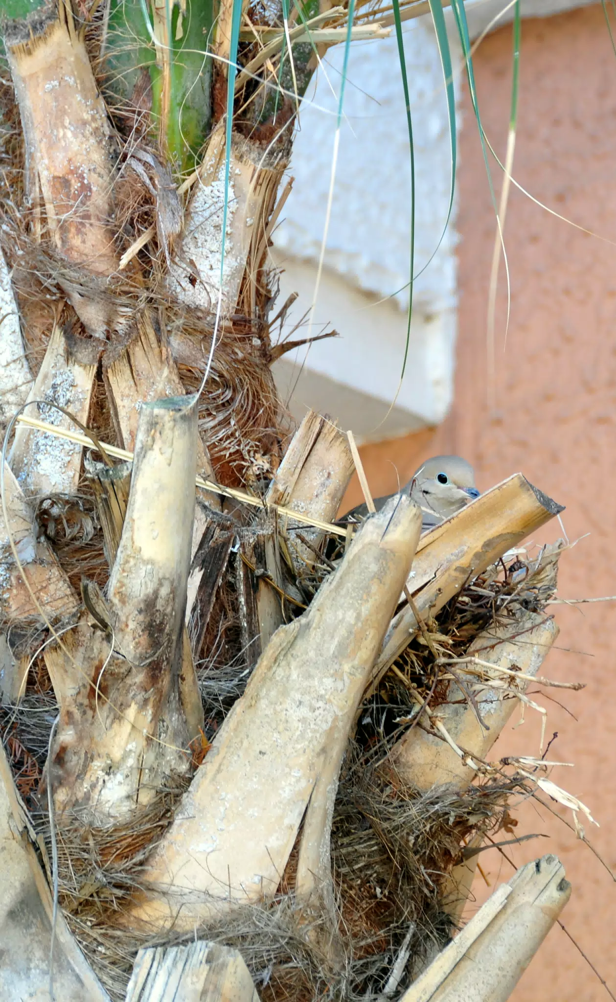 Bird Nesting in Palm Tree