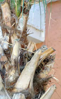 Bird Nesting in Palm Tree