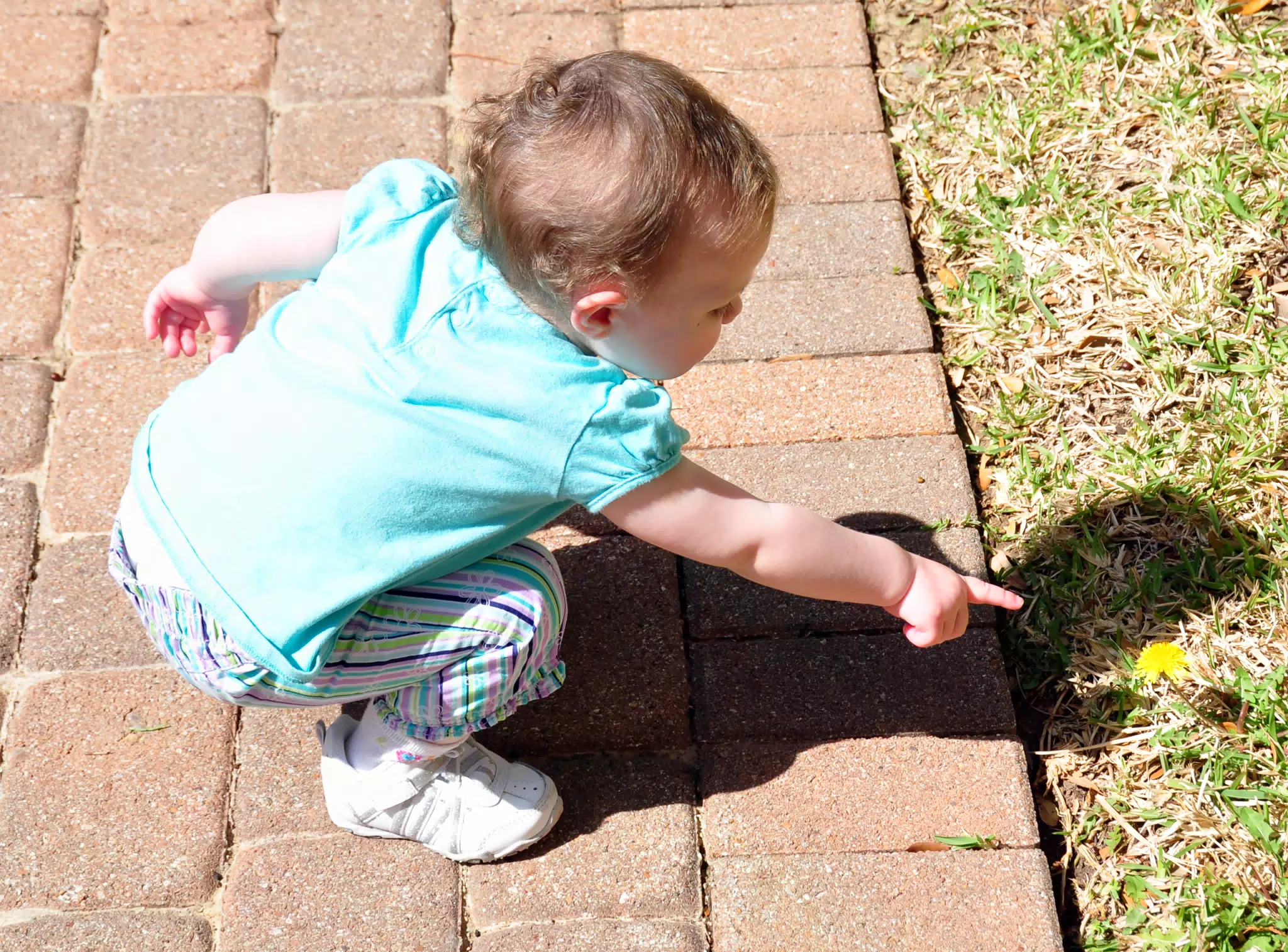 Liesl Showing Us the Dandelion