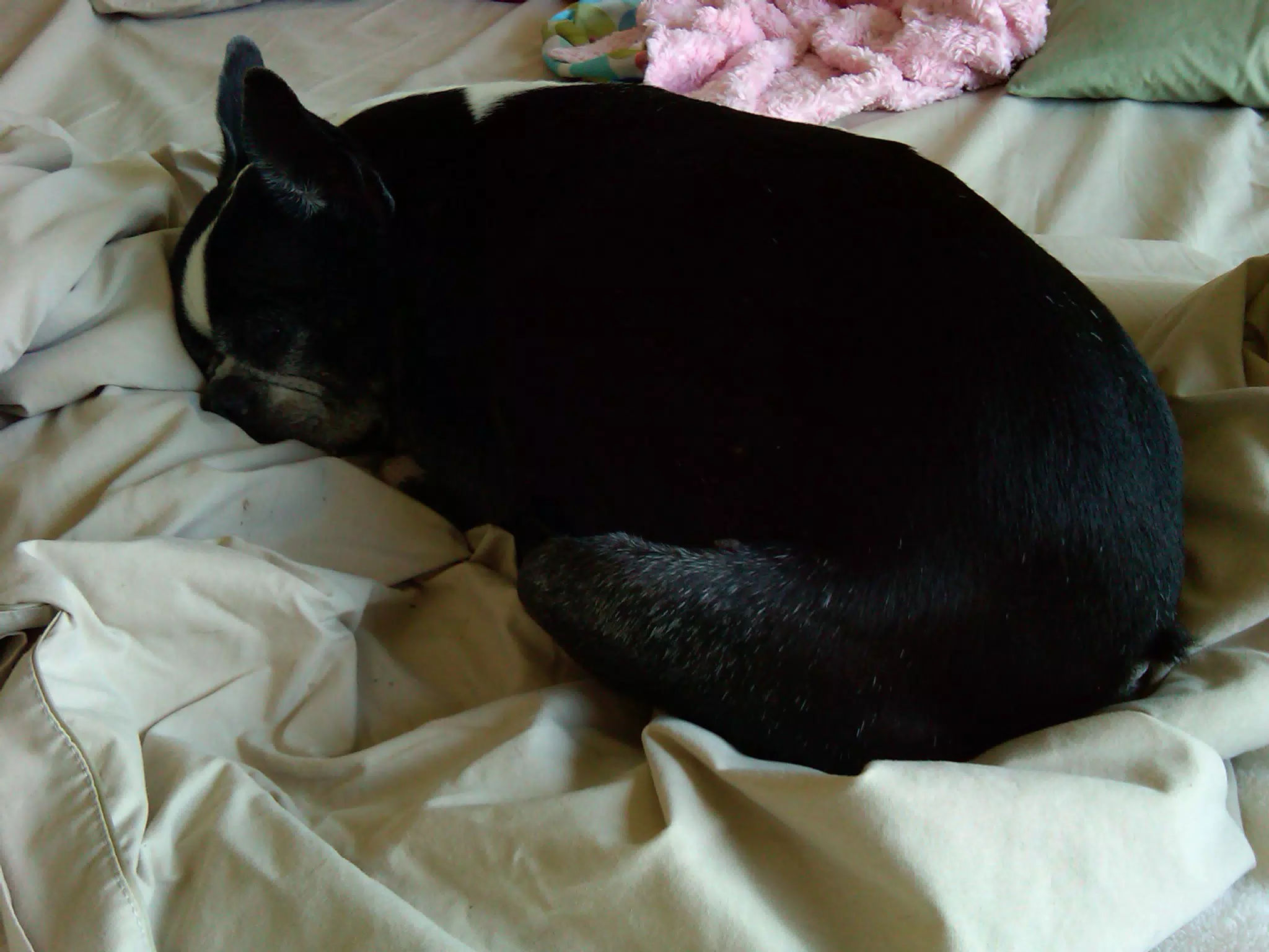 Oreo Sleeping on Bed