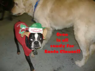 Oreo is all ready for Santa Clause