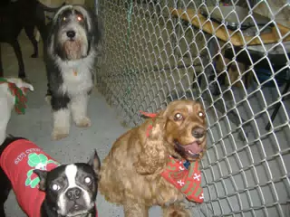 Oreo at his Day Care Holiday Party