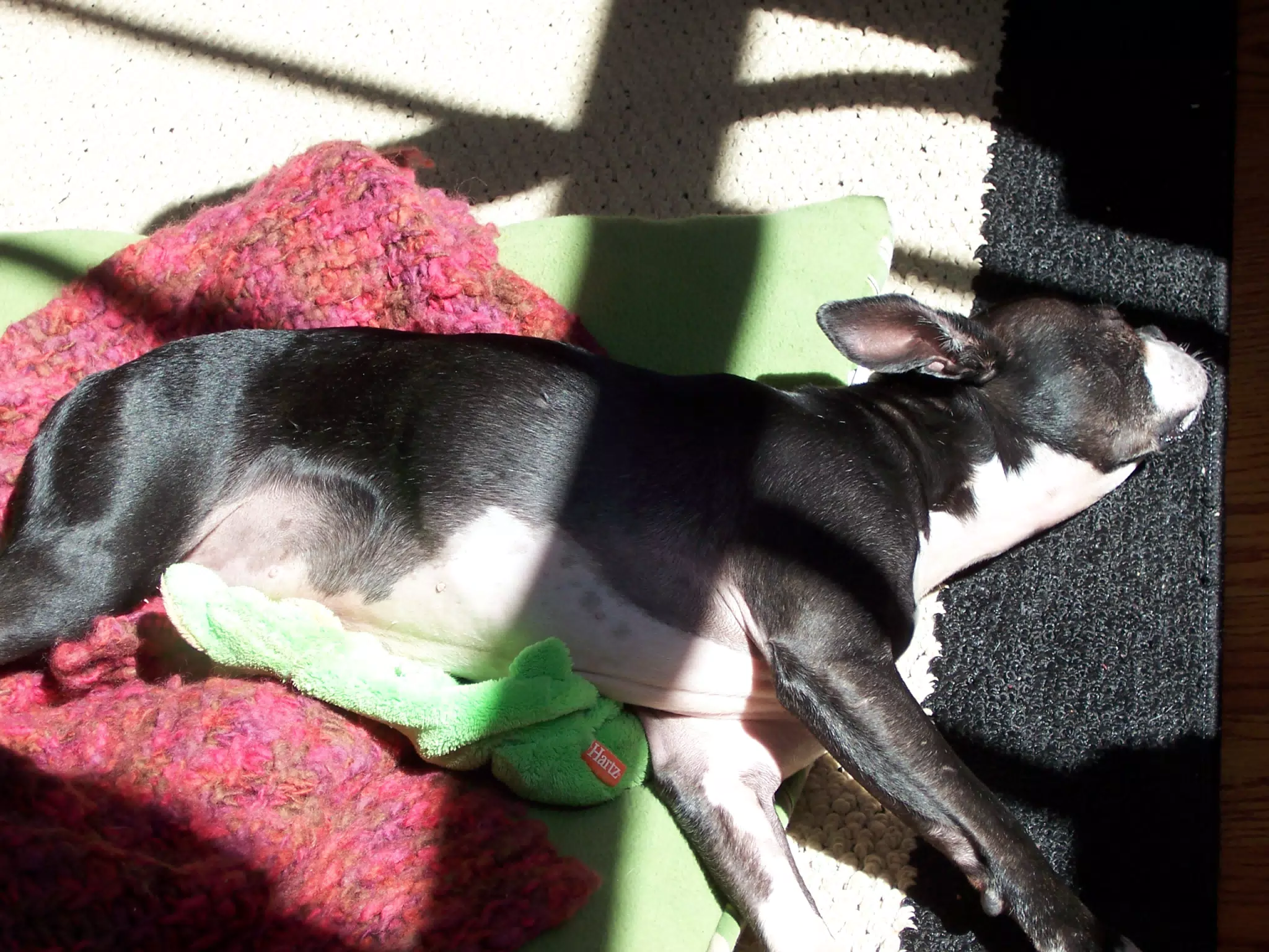 Oreo Sleeping in the Sun