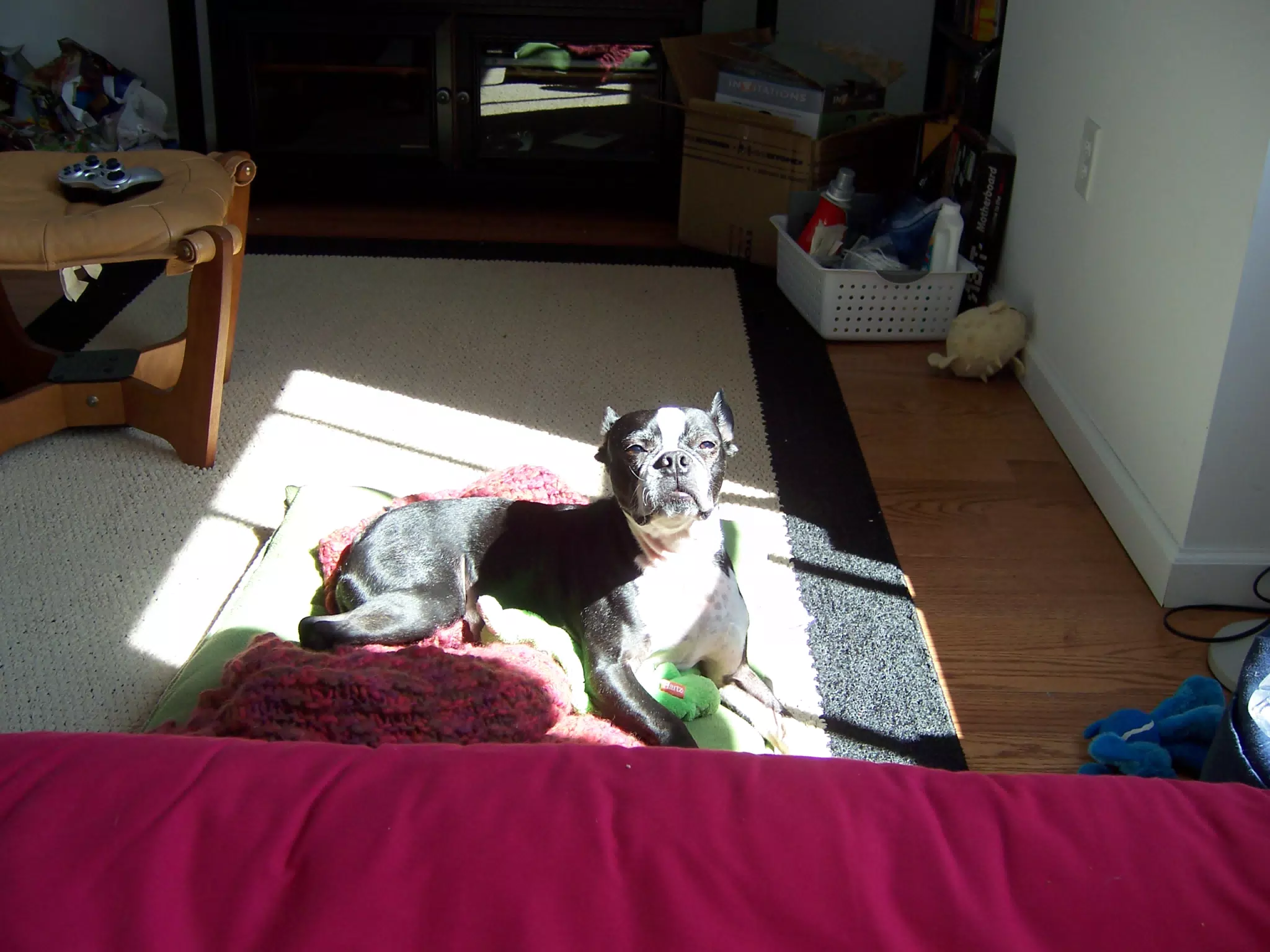 Oreo in the Sun