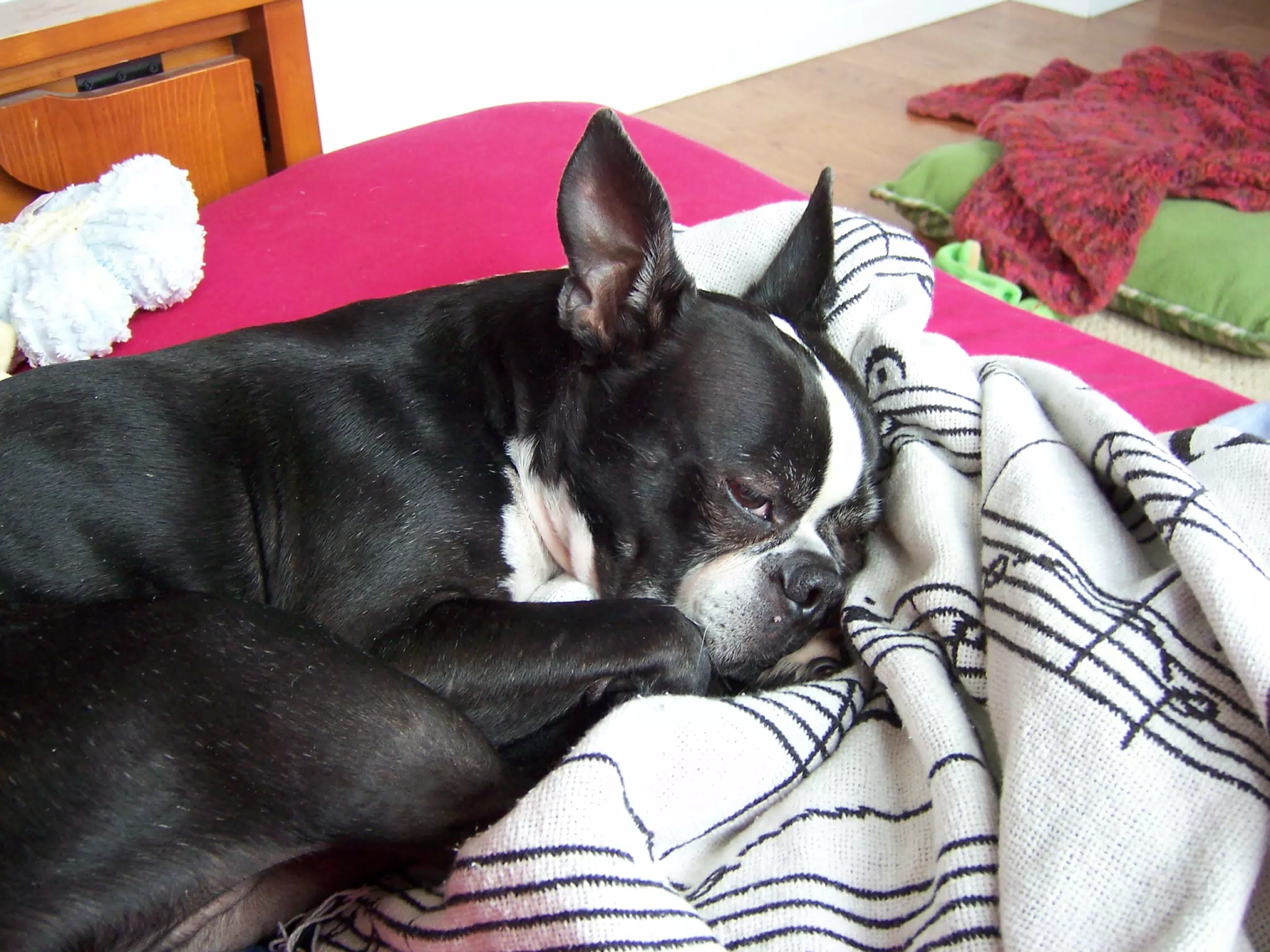 Oreo Sleeping