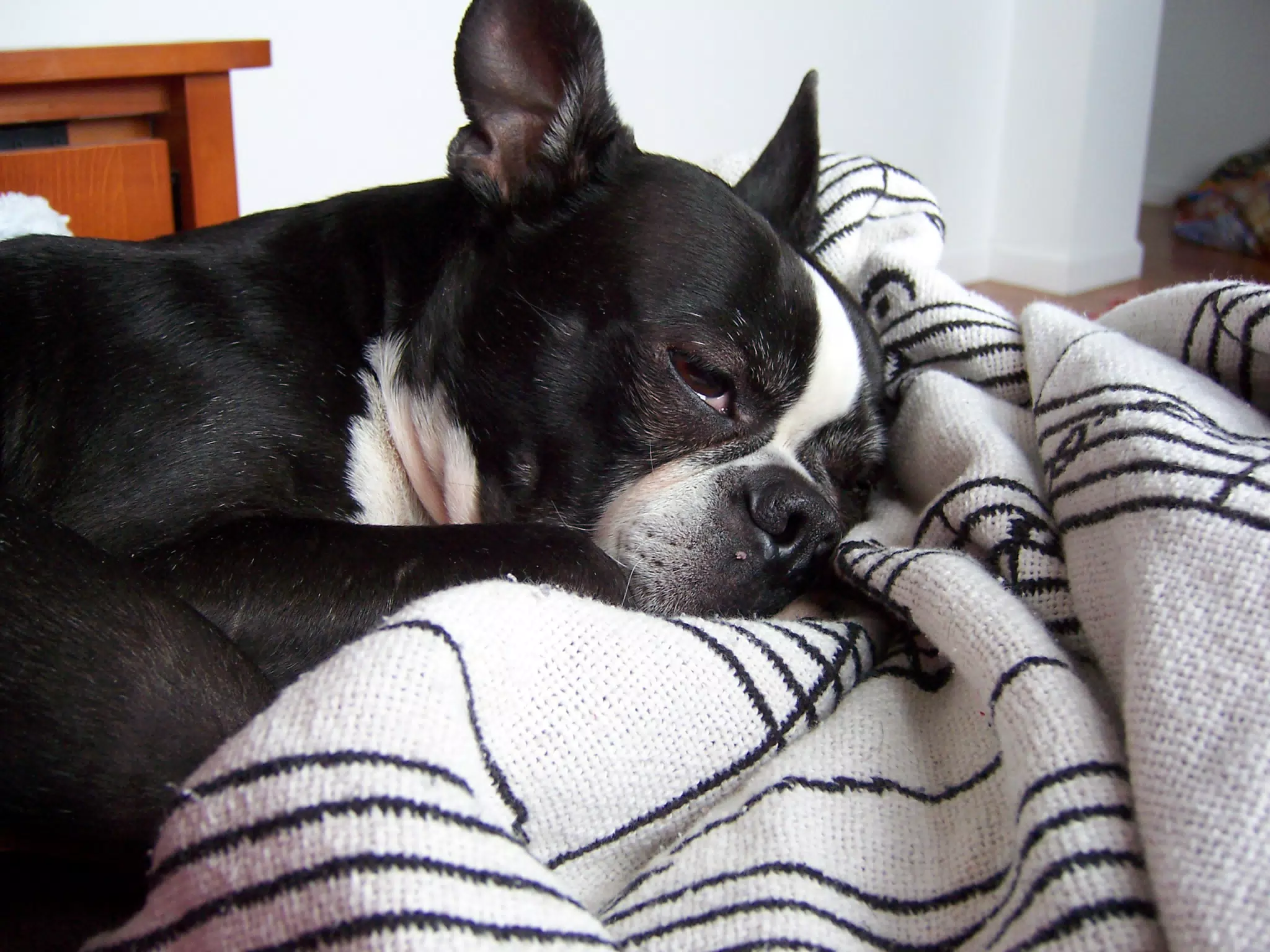 Oreo Sleeping
