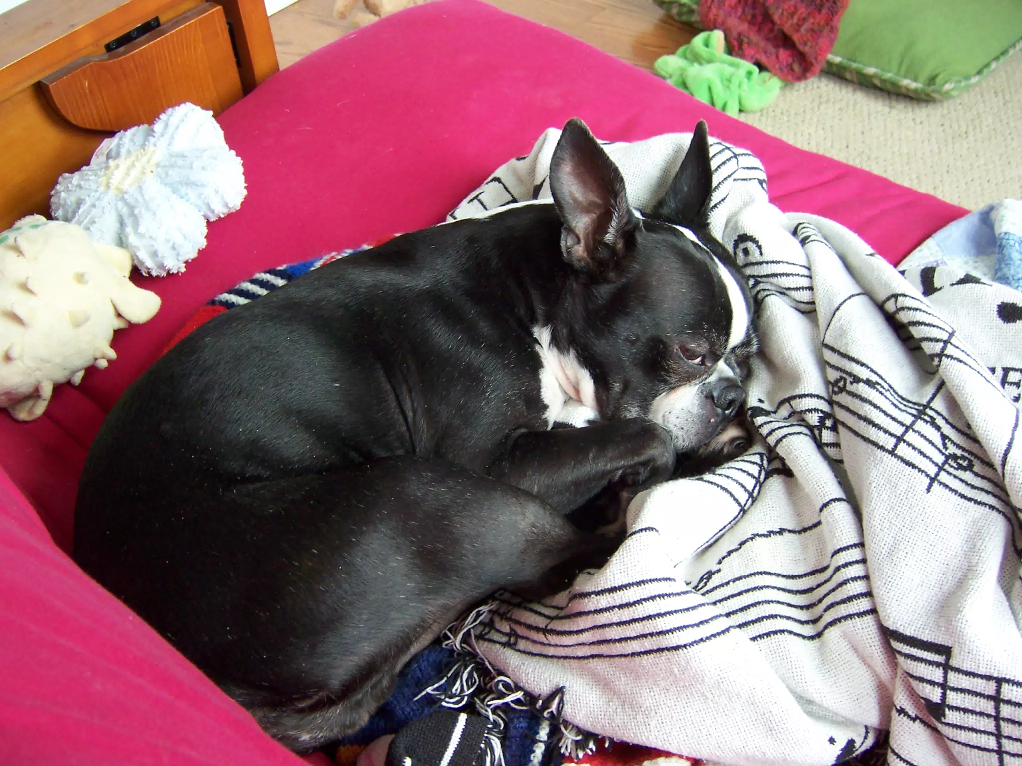 Oreo Sleeping