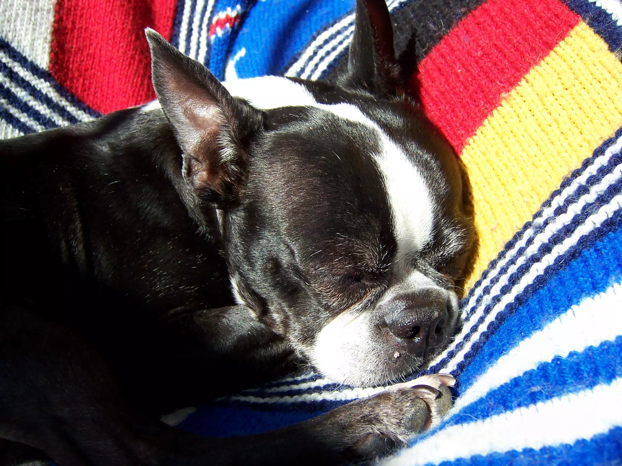 Oreo Sleeping